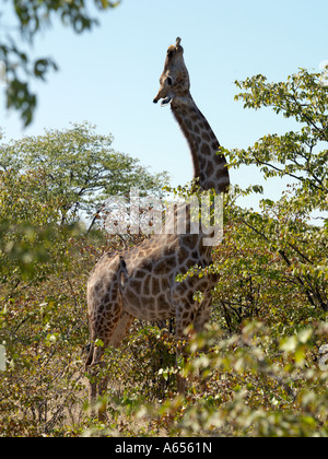 Eine Giraffe mit einem Knochen im Maul am Rande des Etosha Pfanne dieses Verhaltens ist nicht ungewöhnlich in Etosha Stockfoto