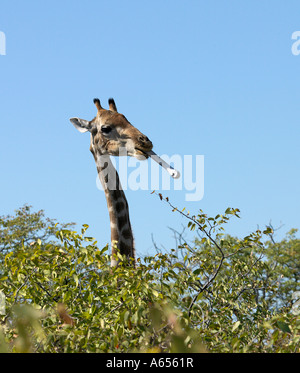 Eine Giraffe mit einem Knochen im Maul am Rande des Etosha Pfanne dieses Verhaltens ist nicht ungewöhnlich in Etosha Stockfoto