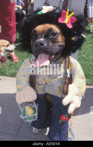 Die Haute Dog Ostern Parade Belmont Shores in der Nähe von Los Angeles Kalifornien Stockfoto