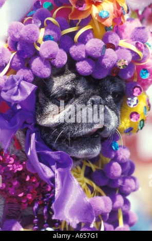 Die Haute Dog Ostern Parade Belmont Shores in der Nähe von Los Angeles Kalifornien Stockfoto