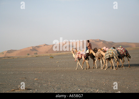 Wahiba Sands, Sharqiya, Oman, Fremdarbeiter Herden Kamele auf den endlosen Sanddünen Stockfoto