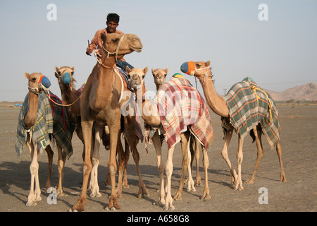 Wahiba Sands, Sharqiya, Oman, hüten Kamele auf den endlosen Sanddünen Stockfoto