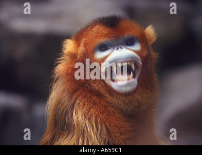 Goldenen Affen Rhinopithecus Roxellanae Zoo von Peking China Stockfoto