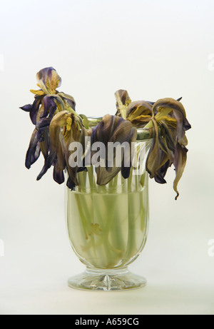 Tote Blumen in einer Vase Stockfoto