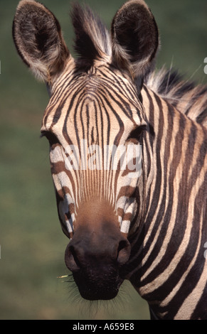 Ein Merkmal eines Zebras im Zoo. Stockfoto