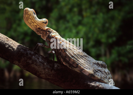 South American Laterne fliegen, Lanternaria SP., entlang eines Flussufers, Amazonas-Regenwald, Loreto, Peru Stockfoto