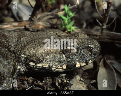 Blunt-Nosed Viper Macrovipera lebetina Milos. Kykladen. Griechenland Stockfoto