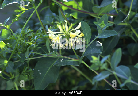 Geißblatt Lonicera Graham Thomas Stockfoto