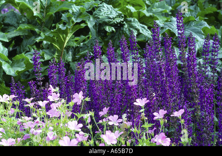 Salvia Superba kann Nacht Stockfoto