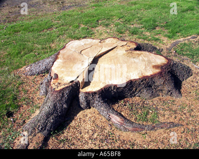 Sägemehl rund um den kürzlich gefällten Reifen Baumstamm, möglicherweise mit einer verfallenen Verwerfungslinie über die Basis in Essex England, Großbritannien Stockfoto