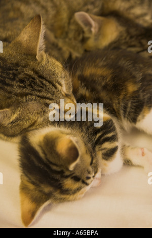 Tabby Katze rollte sich mit ihren zwei Kätzchen Stockfoto