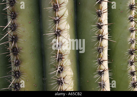 Saguaro-Kaktus, enge, Arizona, USA Stockfoto