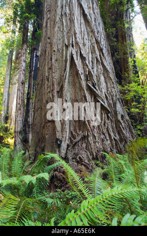 Redwood Baumstamm in den Redwoods National Park Nordküste Kalifornien USA Stockfoto