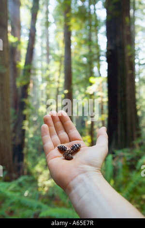 Menschliche Hand halten kleine Tannenzapfen in Palm mit riesigen Redwood-Bäume hinter Stockfoto