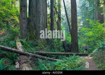 Frau stand neben Redwood-Bäume in Redwood Forest National Park Northern California Coast USA Stockfoto