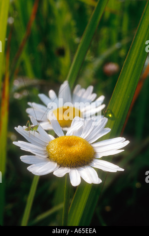 Oxeye Daisy Wildblumen Stockfoto