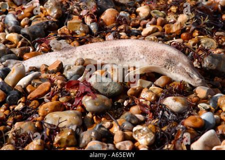 Lesser Spotted Dornhai angespült am Strand in Sussex Stockfoto