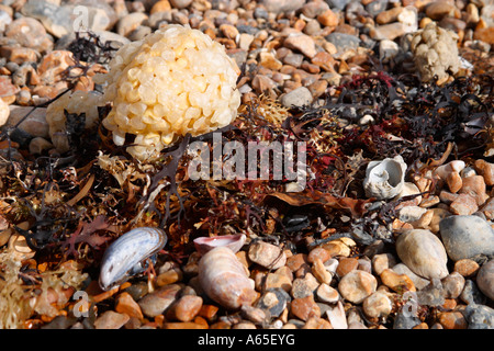 Whelk Egg Cases (whelk buccinum), Seashells und Seetang am Strand von Shoreham-by-Sea, West Sussex, England, Großbritannien Stockfoto