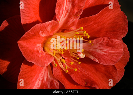 Lebhafte rote Kamelie Stockfoto