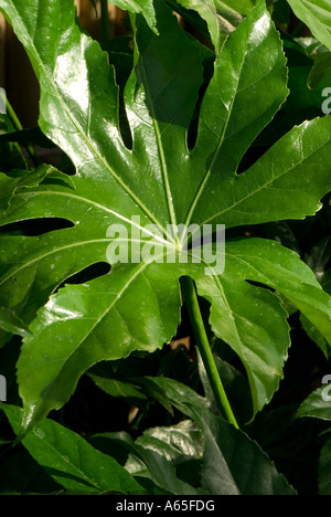 Fatsia Japonica AKA japanische Aralia Stockfoto