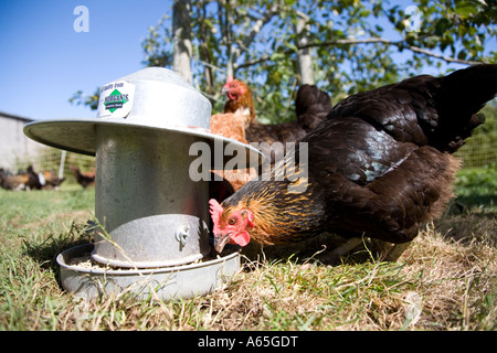 Huhn, Essen von einem feeder Stockfoto