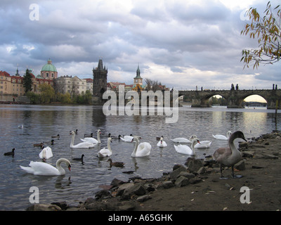 Blick auf die Karlsbrücke über die Moldau mit Schwänen und Enten im Vordergrund, Prag Stockfoto