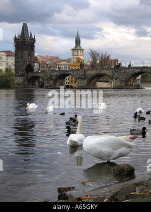 Blick auf die Karlsbrücke über die Moldau mit Schwänen und Enten im Vordergrund Stockfoto