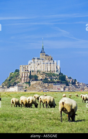 SCHAFBEWEIDUNG AUF SALZIGEN GRASS MARSH UND MONT-ST-MICHEL NORMANDIE FRANKREICH Stockfoto