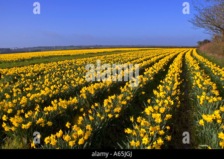 ein Bereich der goldenen Narzissen in der Nähe von Camborne in Cornwall, england Stockfoto