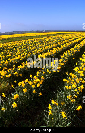 ein Bereich der goldenen Narzissen in der Nähe von Camborne in Cornwall, england Stockfoto