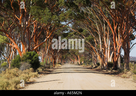 Western Australian Gimlet (Eukalyptus Salubris) Bäume bilden einen Tunnel über Schotterstraße nahe der Kellerberrin Stadt in der Wheatbelt Stockfoto