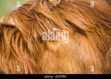 Highland Kuh oder Vieh Nahaufnahme von Kopf und Augen, Schottland Großbritannien Stockfoto