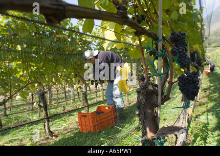 Zwei Arbeiter, die Ernte der Trauben für die Produktion von Rotwein, Südtirol, Italien Stockfoto