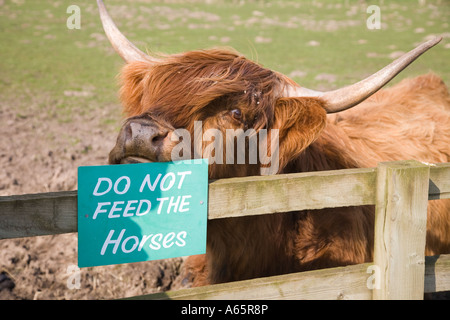 „Bitte füttern Sie nicht die Pferde“, ein lustiges, falsch platziertes Schild, das von der Highland-Kuh gerieben wurde. Rinder in einem eingezäunten Stift auf einer Tierfütterungsfarm für Kinder. Burscough, Großbritannien Stockfoto