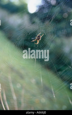 Eine Spinne ein Netz Stockfoto