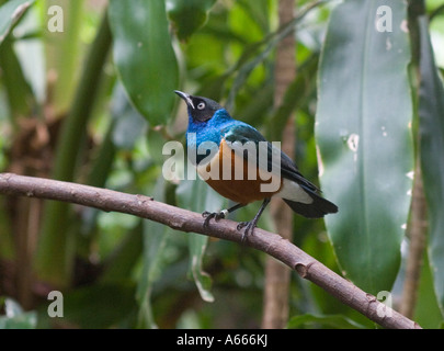 Bunte tropische Vogel im Central Park Zoo, New York City-NY-USA Stockfoto