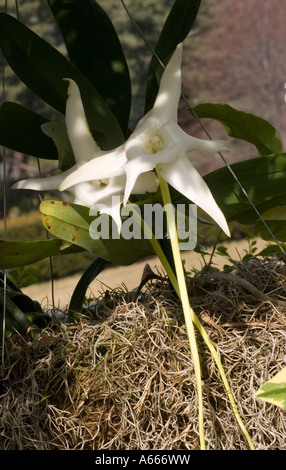 Darwins Sterne Orchidee. Angraecum Sesquipedale Madagaskar. New York Botanical Gardens Bronx New York City NYC USA Stockfoto