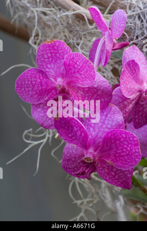 xAscocenda Prinzessin Mikasa 'rosa' Orchidee in Enid A Haupt Konservatorium in New York Botanical Gardens Bronx New York City-NY-USA Stockfoto