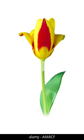 Tulpe-Stresa Stockfoto