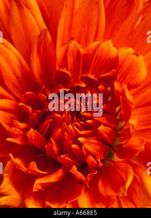 Dahlia Stockfoto