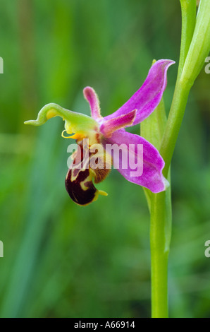 Biene Orchidee, Ophrys Apifera selbst bestäuben Stockfoto