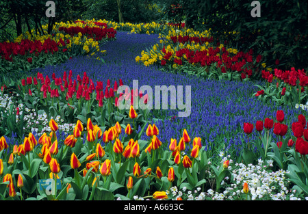 Muscari Fluss Keukenhof Garten Lisse-Holland Stockfoto