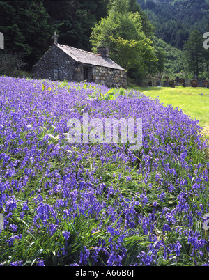 Glockenblumen auf dem Gelände des St. Johannes Kirche, Ballachulish, Lochaber Stockfoto