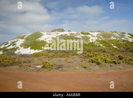 Struppige Vegetation wachsen auf weißen Sanddünen in der Nähe von Langebaan Stockfoto