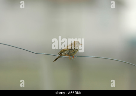 Eine Wiese Pieper Anthus Pratensis sitzt auf einem Drahtzaun, die, den die langen Hinterbeinen Krallen, die typisch für diesen Vogel gesehen werden kann Stockfoto