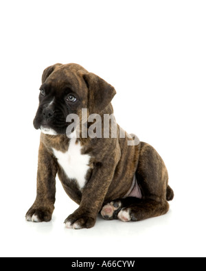 Boxer-Hund-Welpe Stockfoto