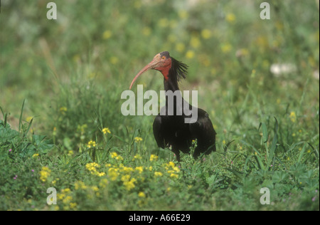 WALDRAPPEN Geronticus calvus Stockfoto