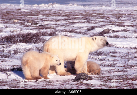 Eisbären in Churchill Kanada Stockfoto