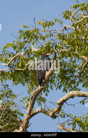 Gemeinsamen Black Hawk (Buteogallus Anthracinus) Perched im Baum, Costa Rica Stockfoto