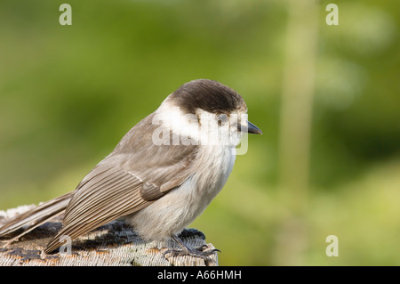 Grau-Jay (Perisoreus Canadensis) Perched auf Post, USA Stockfoto